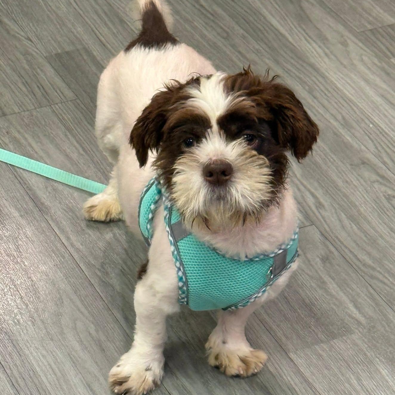 Enlarge Budd, a Adoptable mixed breed in Scarborough, ON image 5/6