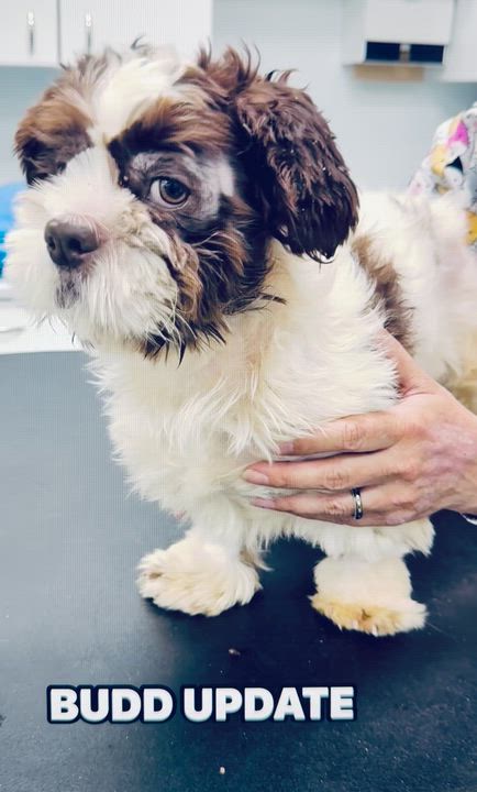 Enlarge Budd, a Adoptable mixed breed in Scarborough, ON video 6/6