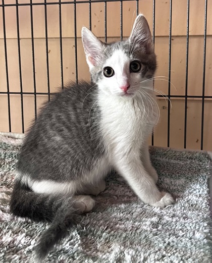 WINDIGO, an adoptable Domestic Short Hair in Fernandina Beach, FL, 32034 | Photo Image 3