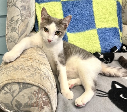 WINDIGO, an adoptable Domestic Short Hair in Fernandina Beach, FL, 32034 | Photo Image 1