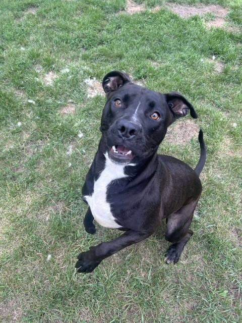 Ducky, Adoptable, Adult Male Pit Bull Terrier.