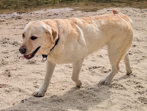 Nessie #3, adoptable, Adult Female Yellow Labrador Retriever.