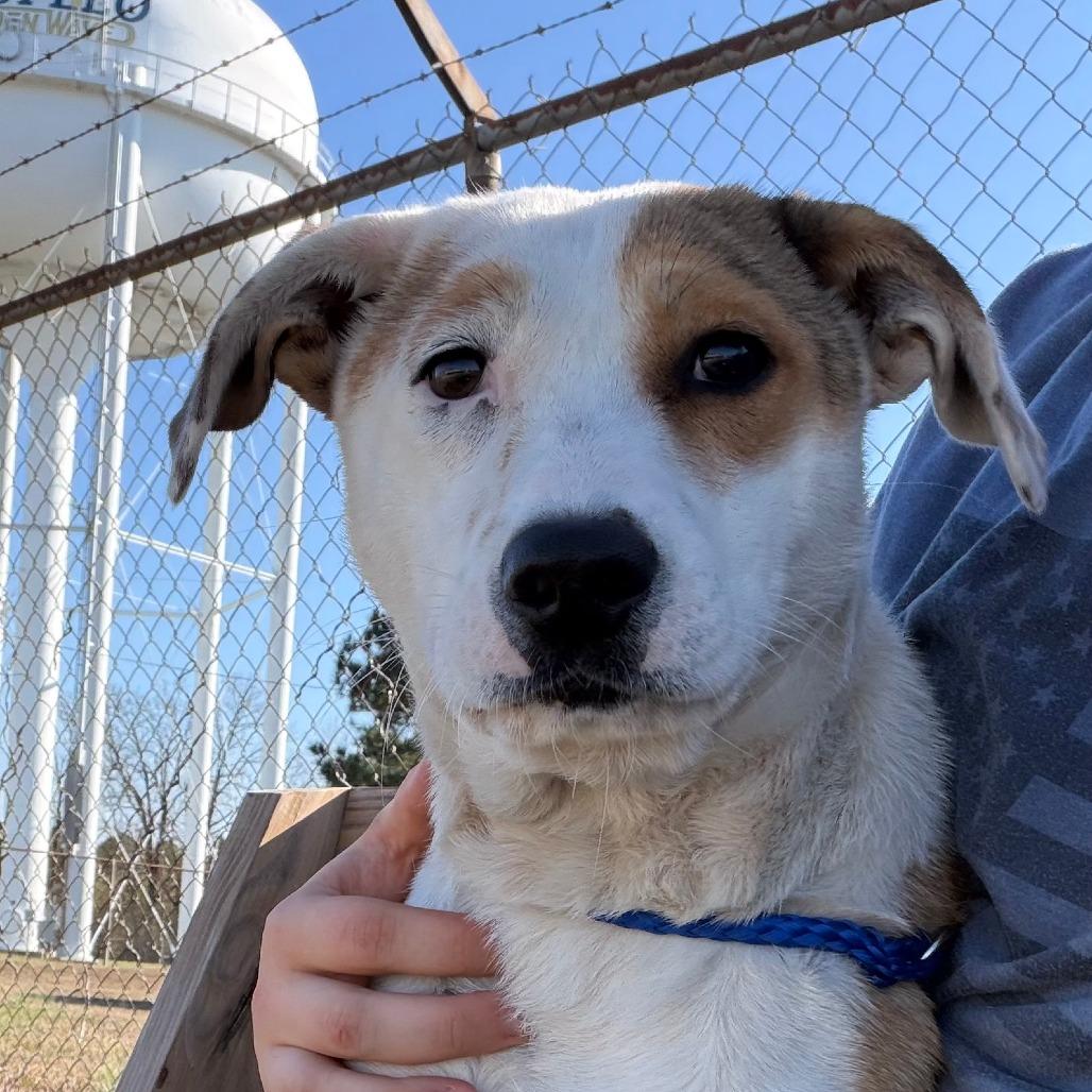 Sweetie  T thumbnail 2