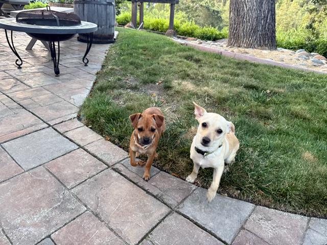 Coco, a ADOPTABLE Chiweenie in Lafayette, CA image 6/6