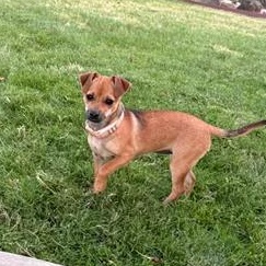 Coco, a ADOPTABLE Chiweenie in Lafayette, CA image 1/6
