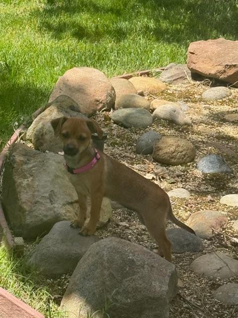 Coco, a ADOPTABLE Chiweenie in Lafayette, CA image 4/5
