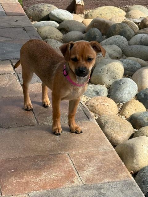 Coco, a ADOPTABLE Chiweenie in Lafayette, CA image 1/5