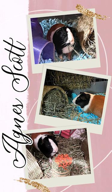 Agnes Scott, Adoptable, Adult Female Guinea Pig.
