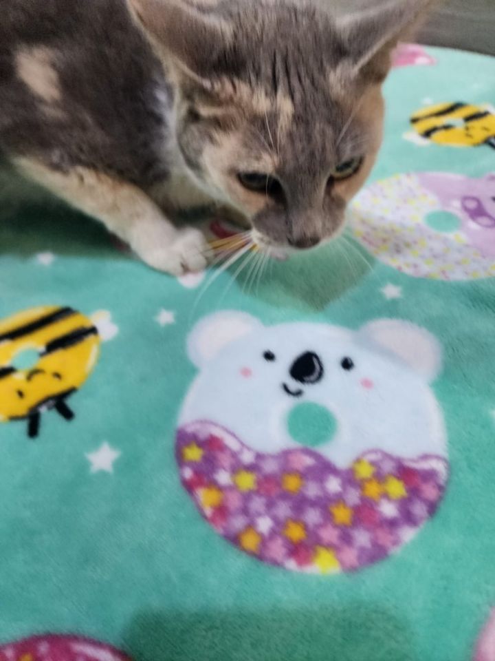 Cat for adoption Harmony, an American Shorthair in Surrey, BC Petfinder