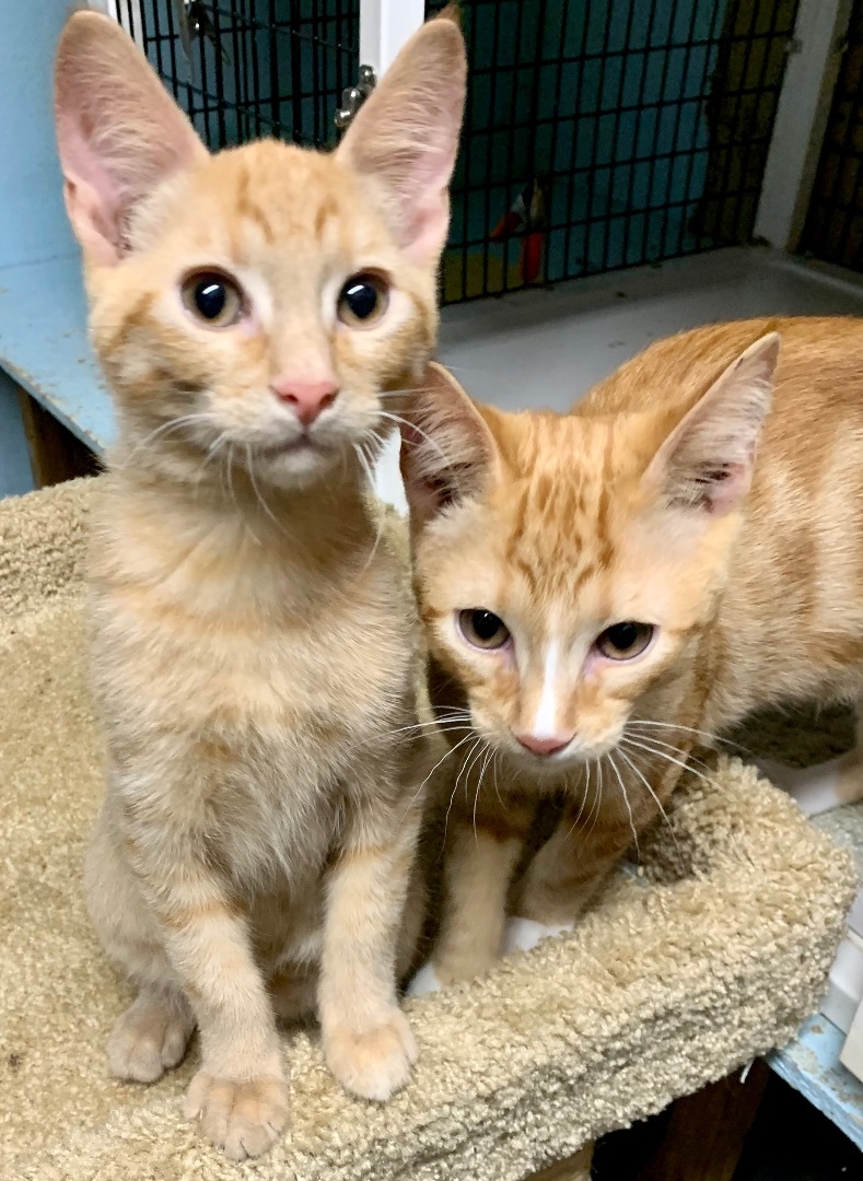 Tigger, Adopted, Kitten Male Tabby & Domestic Short Hair.