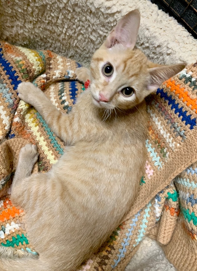 Enlarge Tigger, a Adopted mixed breed in Langley, WA image 2/4