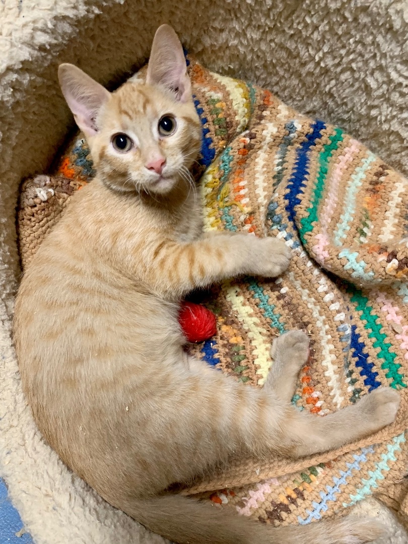 Enlarge Tigger, a Adopted mixed breed in Langley, WA image 3/4