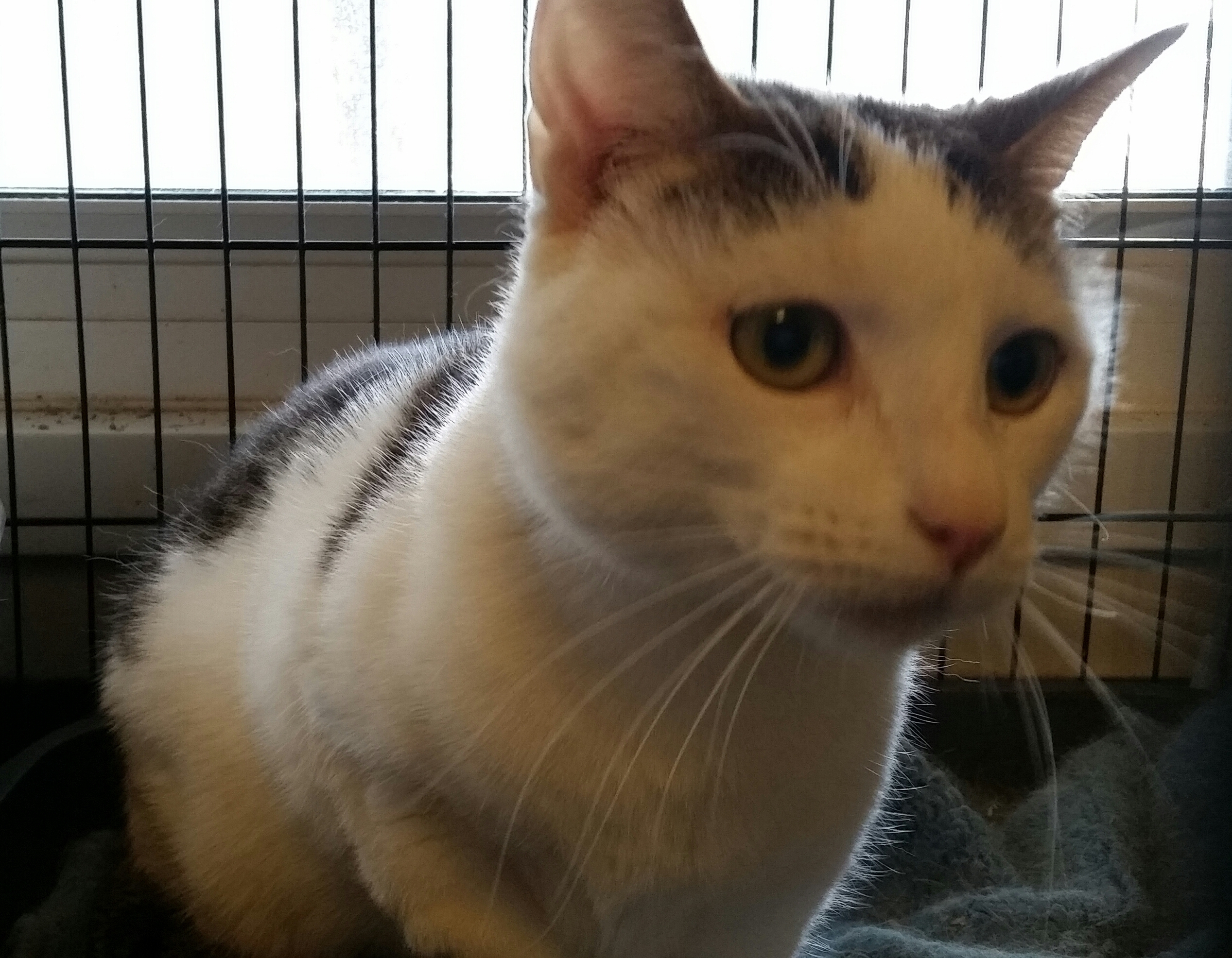 TUFFY, a Adoptable Domestic Short Hair in Sardinia, OH image 1/12