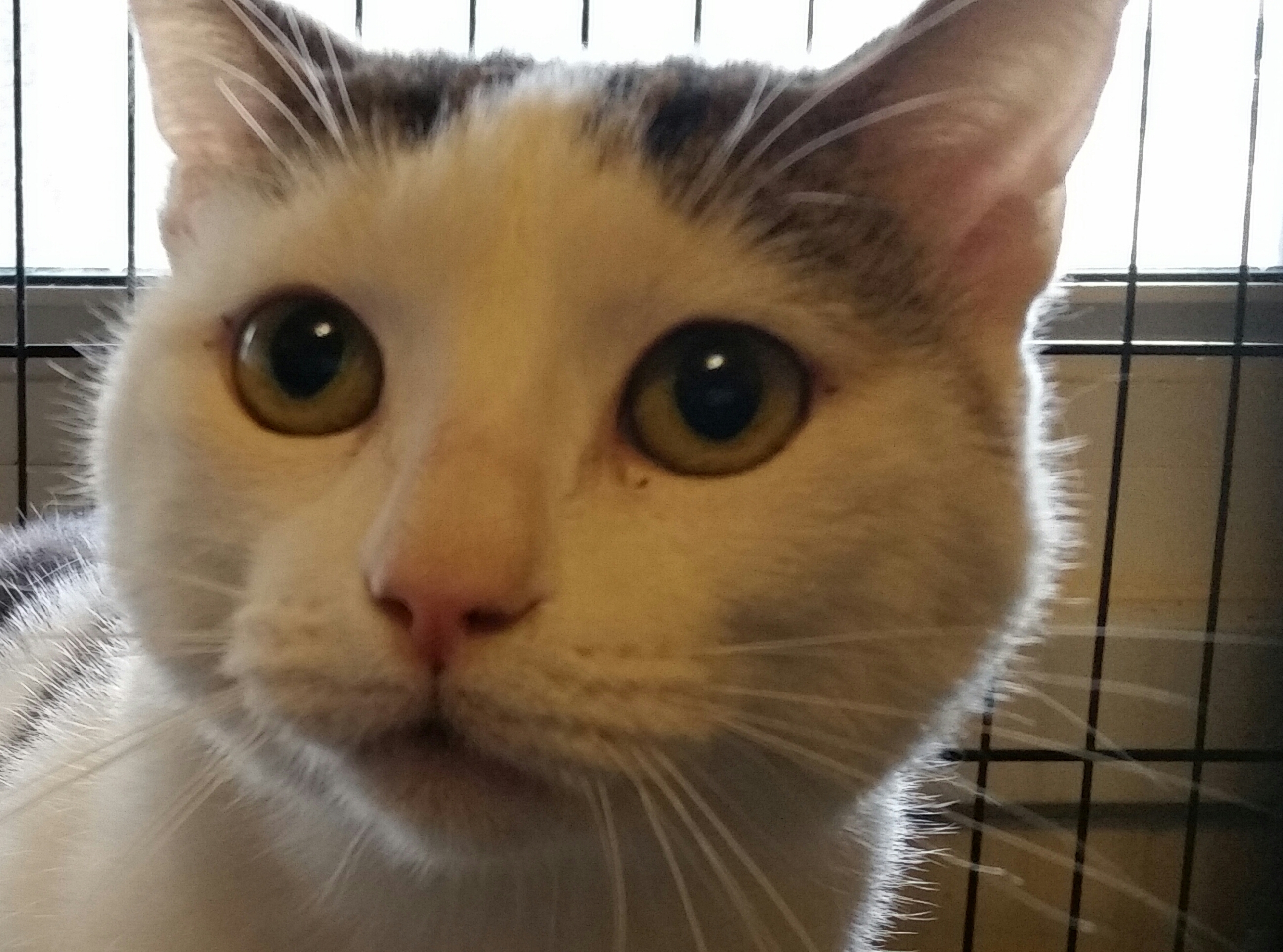 TUFFY, Adult Female unknown