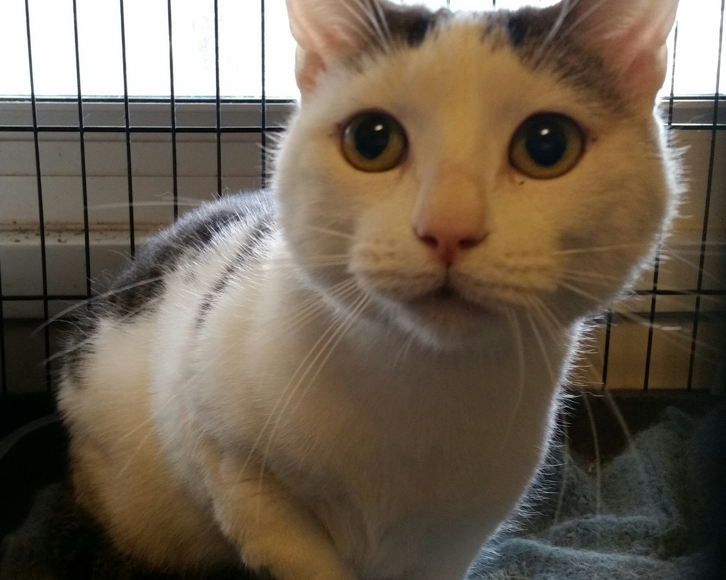 TUFFY, a Adoptable Domestic Short Hair in Sardinia, OH image 5/12