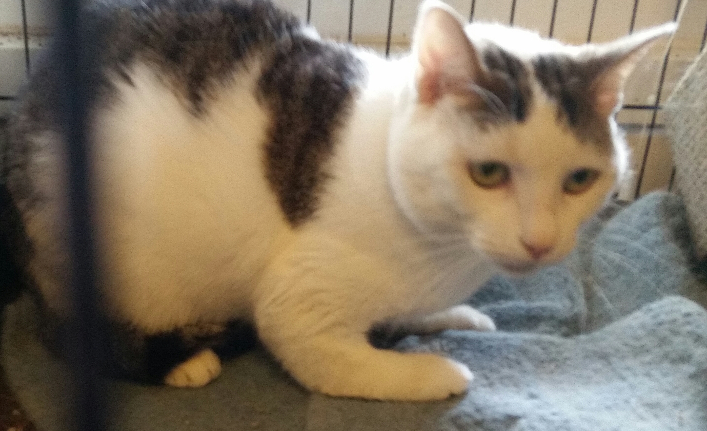 TUFFY, a Adoptable Domestic Short Hair in Sardinia, OH image 6/12