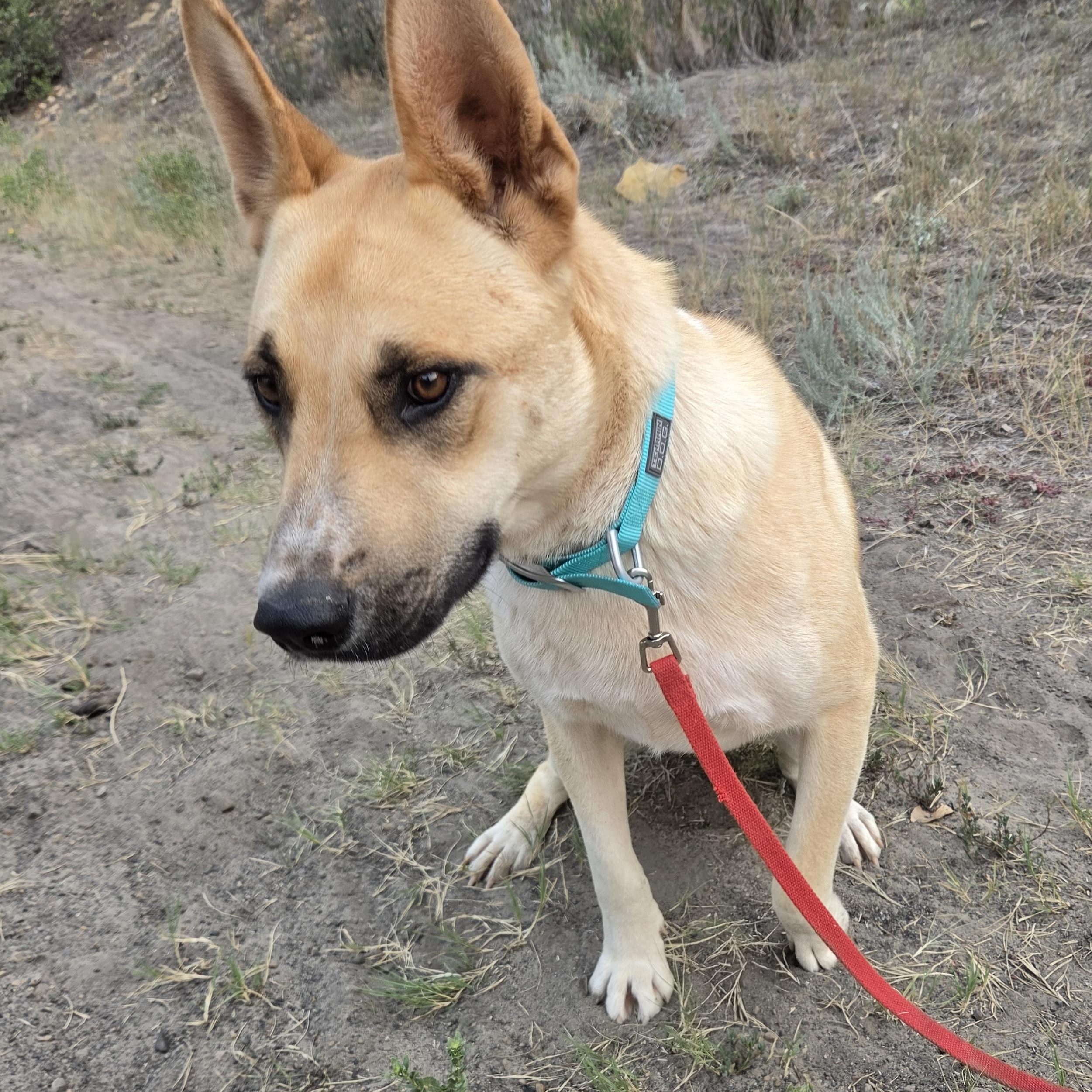 Enlarge Bear, a Adoptable mixed breed in Newcastle, WY image 2/3
