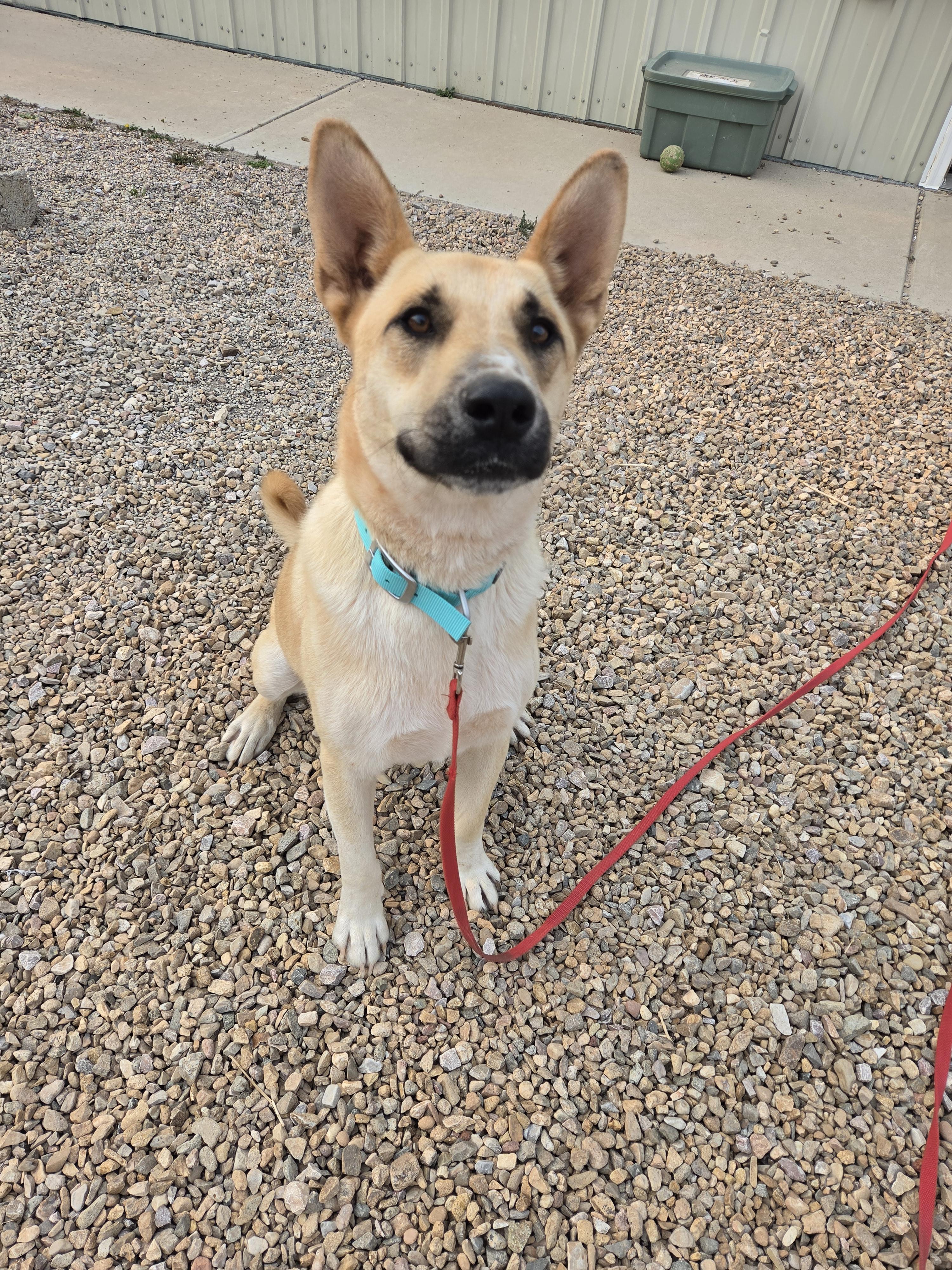 Enlarge Bear, a Adoptable mixed breed in Newcastle, WY image 3/3