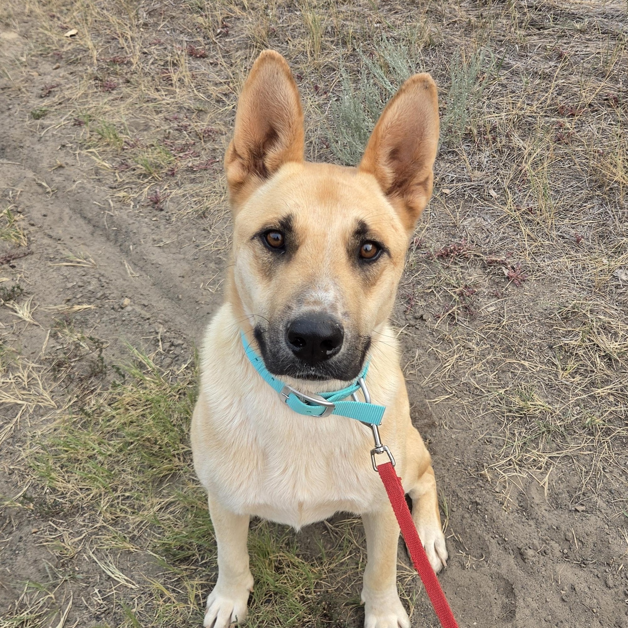 Bear, Adoptable, Young Male German Shepherd Dog & Carolina Dog.