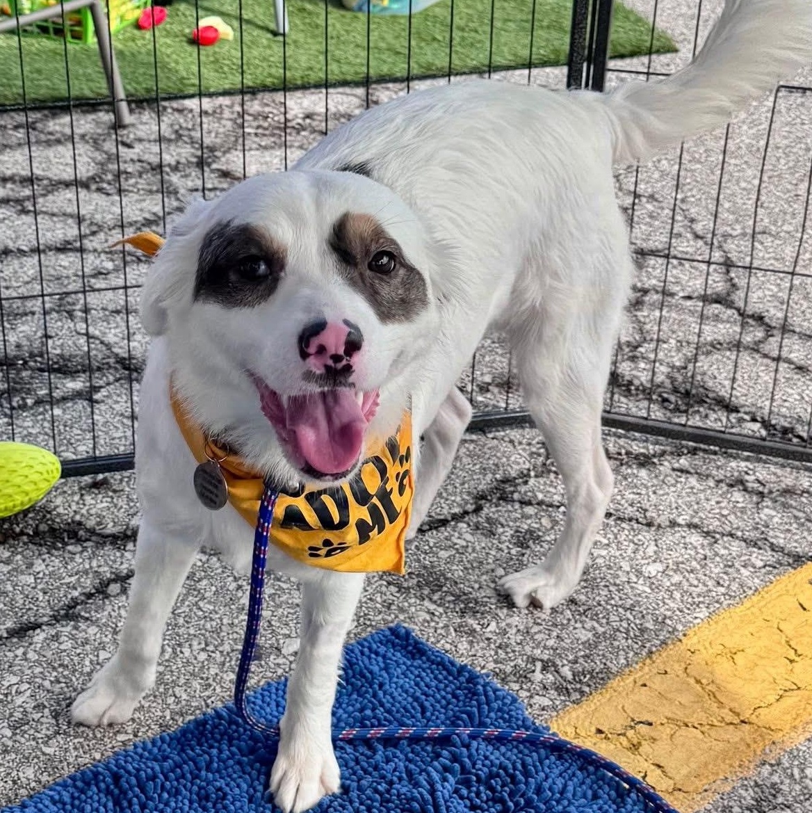 Enlarge Star, a Adoptable mixed breed in Louisburg, KS image 2/5
