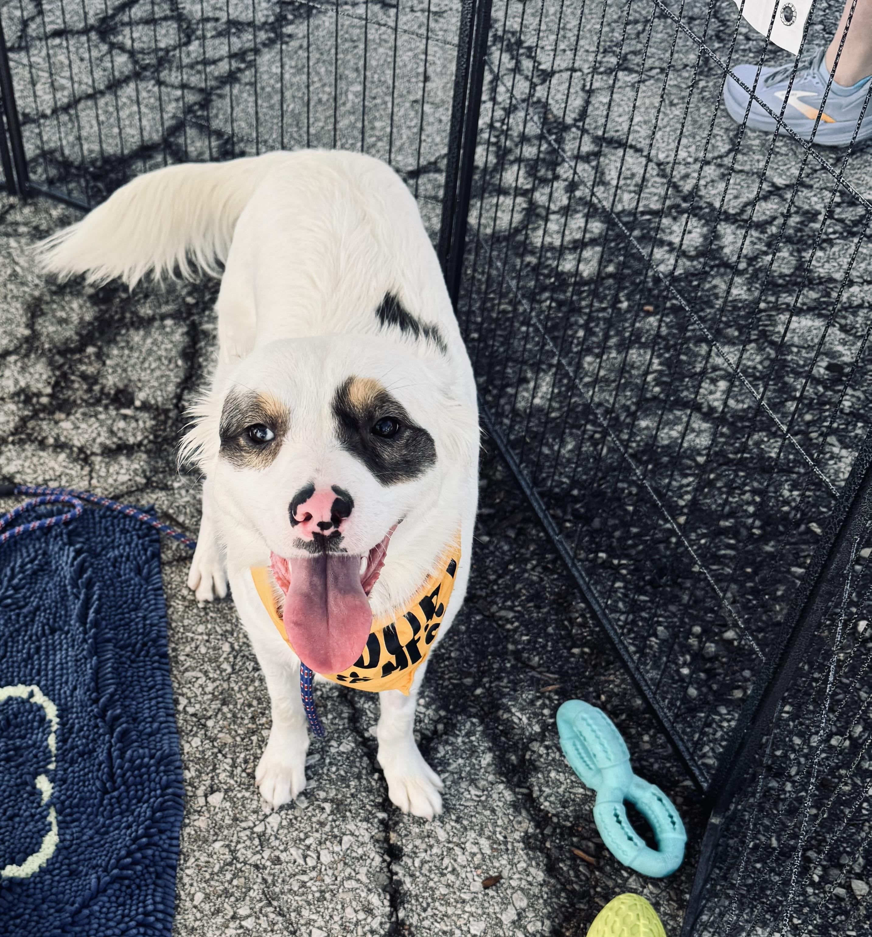 Enlarge Star, a Adoptable mixed breed in Louisburg, KS image 3/5