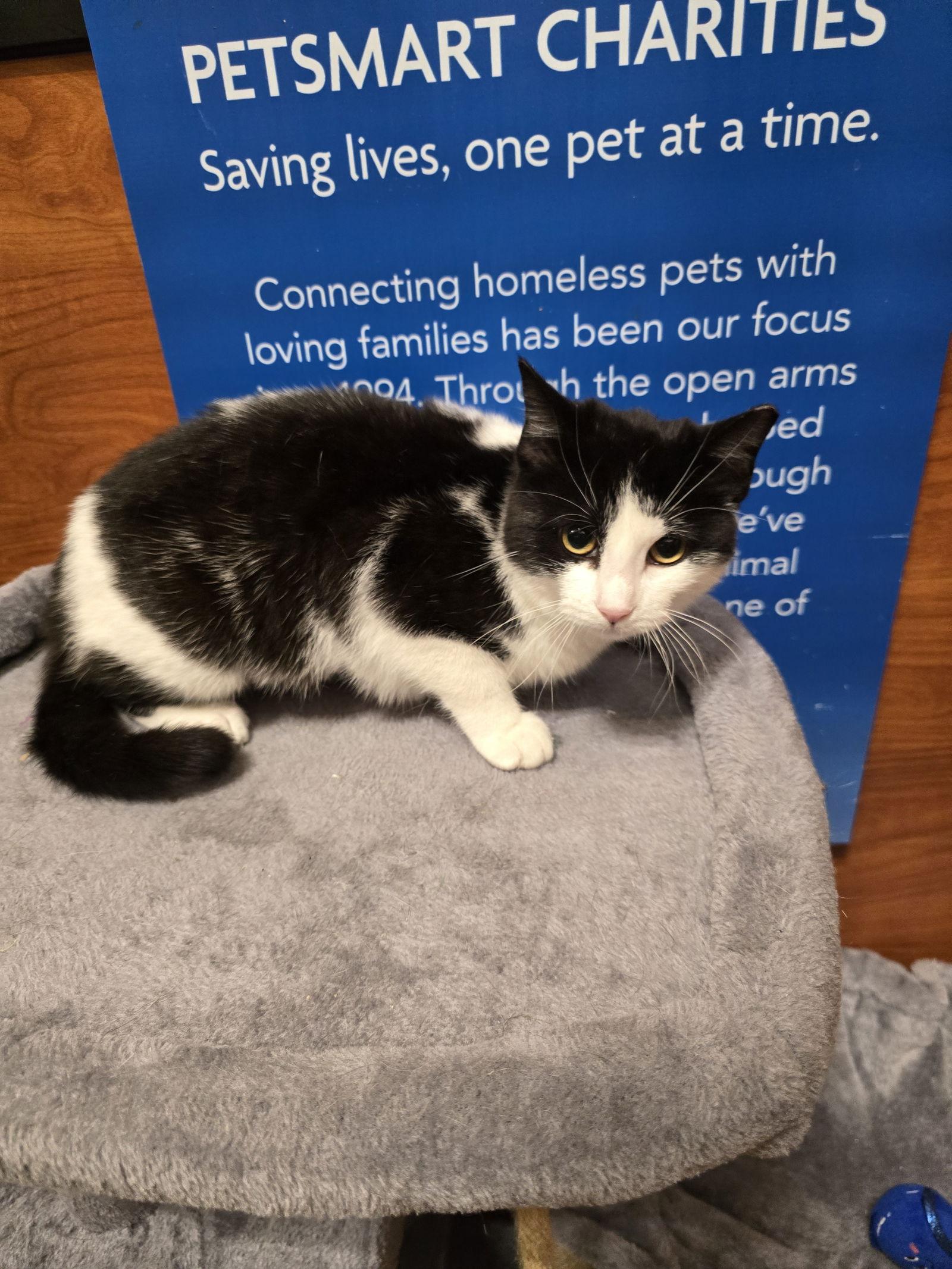 Sandy, Adoptable, Young Female Domestic Short Hair.