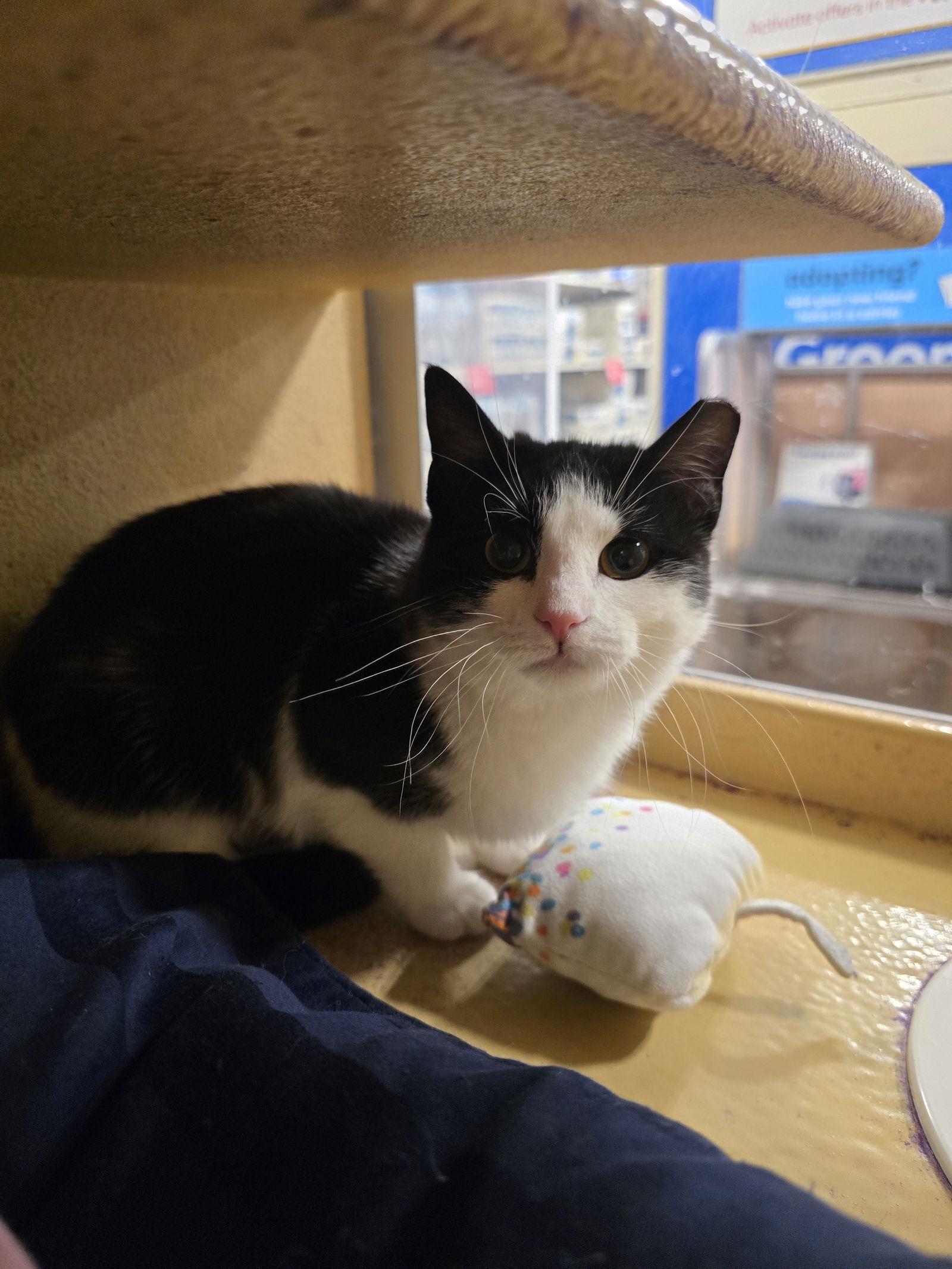 Enlarge Sandy, a Adoptable Domestic Short Hair in Rowlett, TX image 3/3