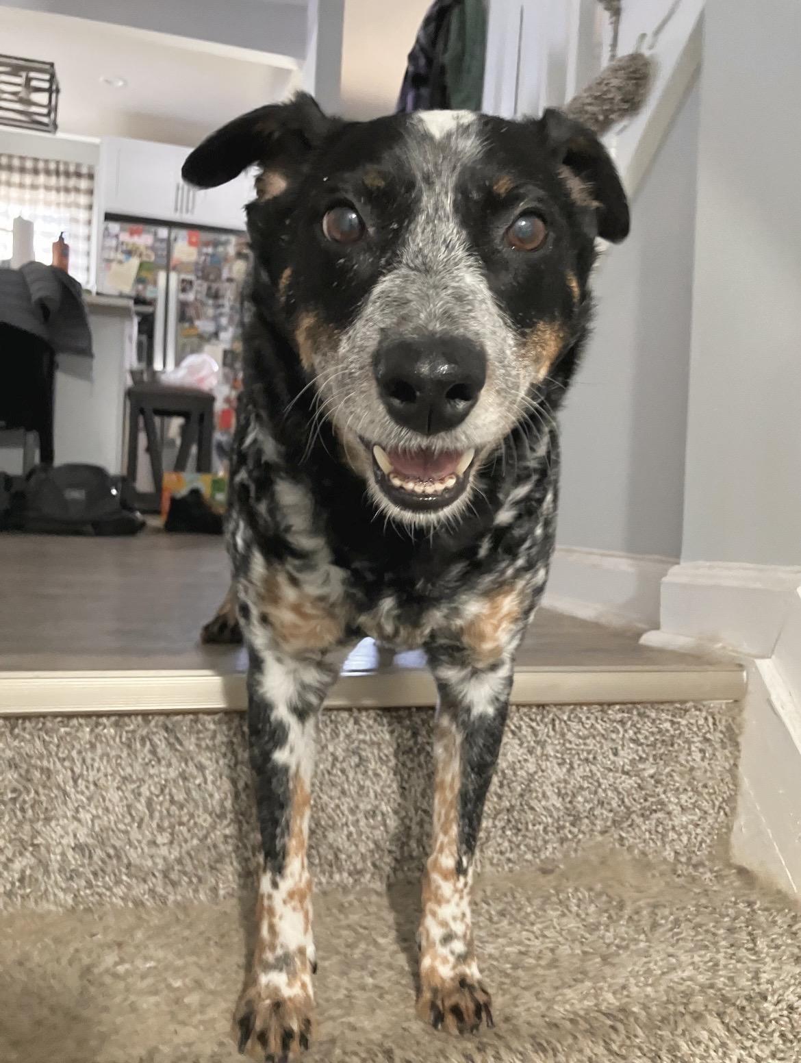 Enlarge Garfy, a Adoptable mixed breed in Glen Burnie, MD image 1/6