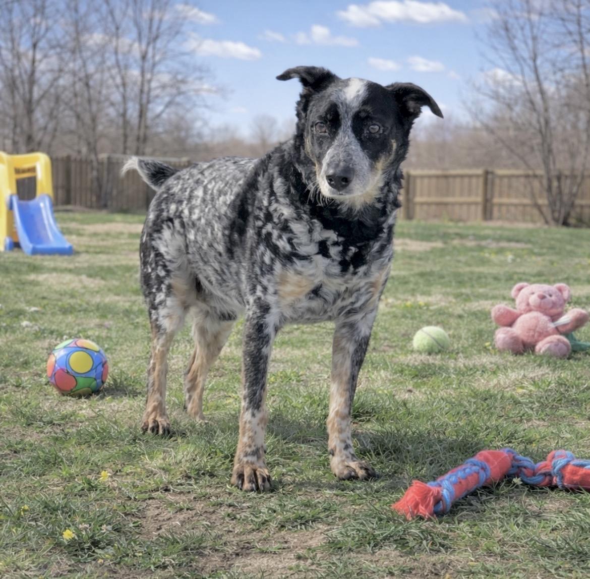 Enlarge Garfy, a Adoptable mixed breed in Glen Burnie, MD image 6/6