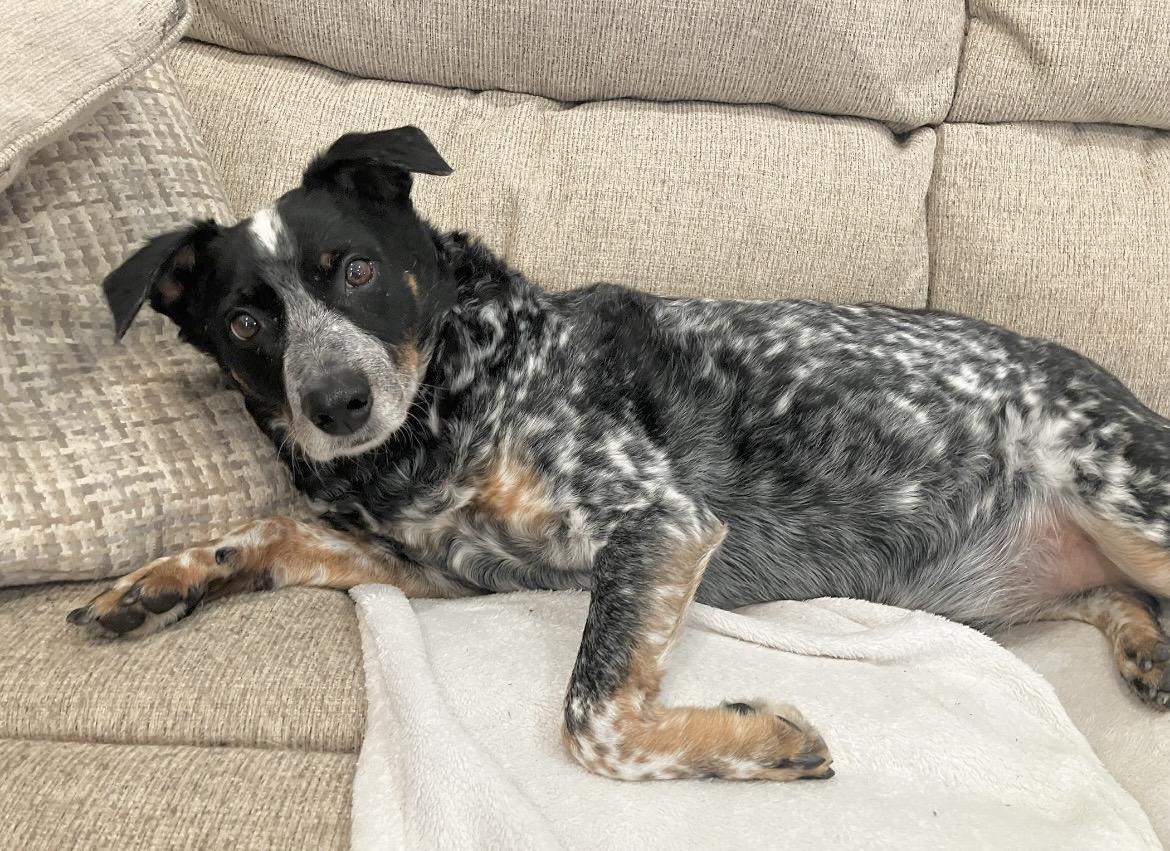 Enlarge Garfy, a Adoptable mixed breed in Glen Burnie, MD image 3/6