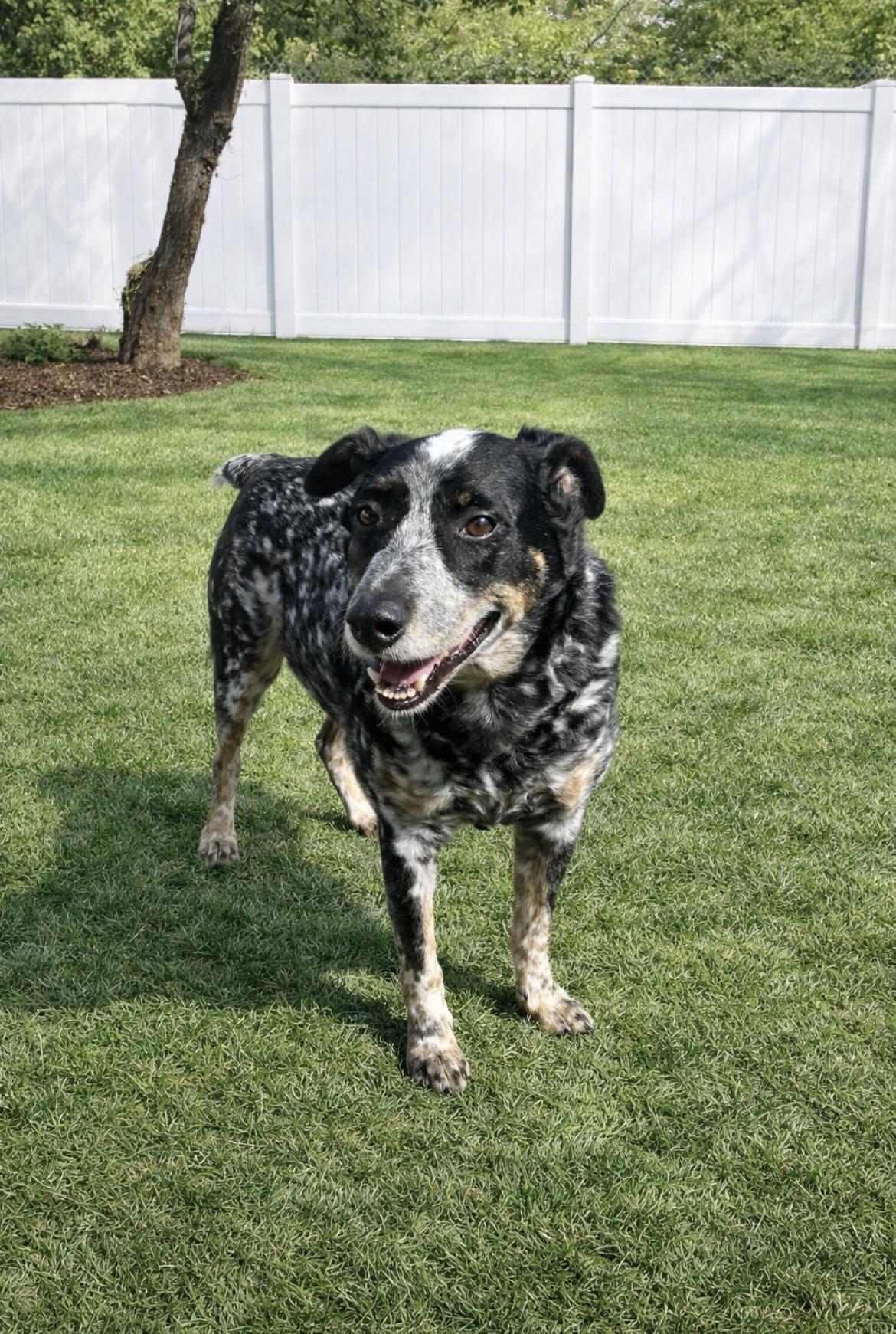 Enlarge Garfy, a Adoptable mixed breed in Glen Burnie, MD image 2/6