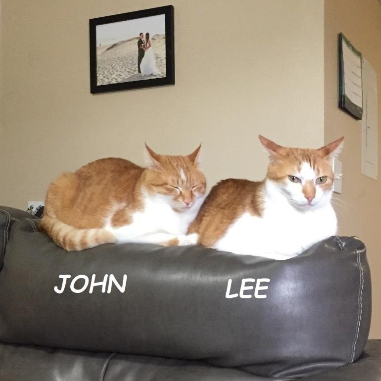 Enlarge John & Lee (Courtesy Listing), a Adoptable Domestic Short Hair in Prescott, AZ image 1/4