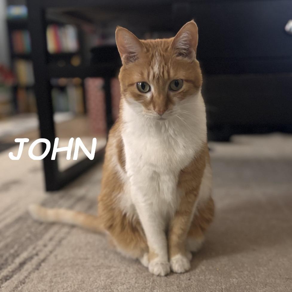 Enlarge John & Lee (Courtesy Listing), a Adoptable Domestic Short Hair in Prescott, AZ image 2/4