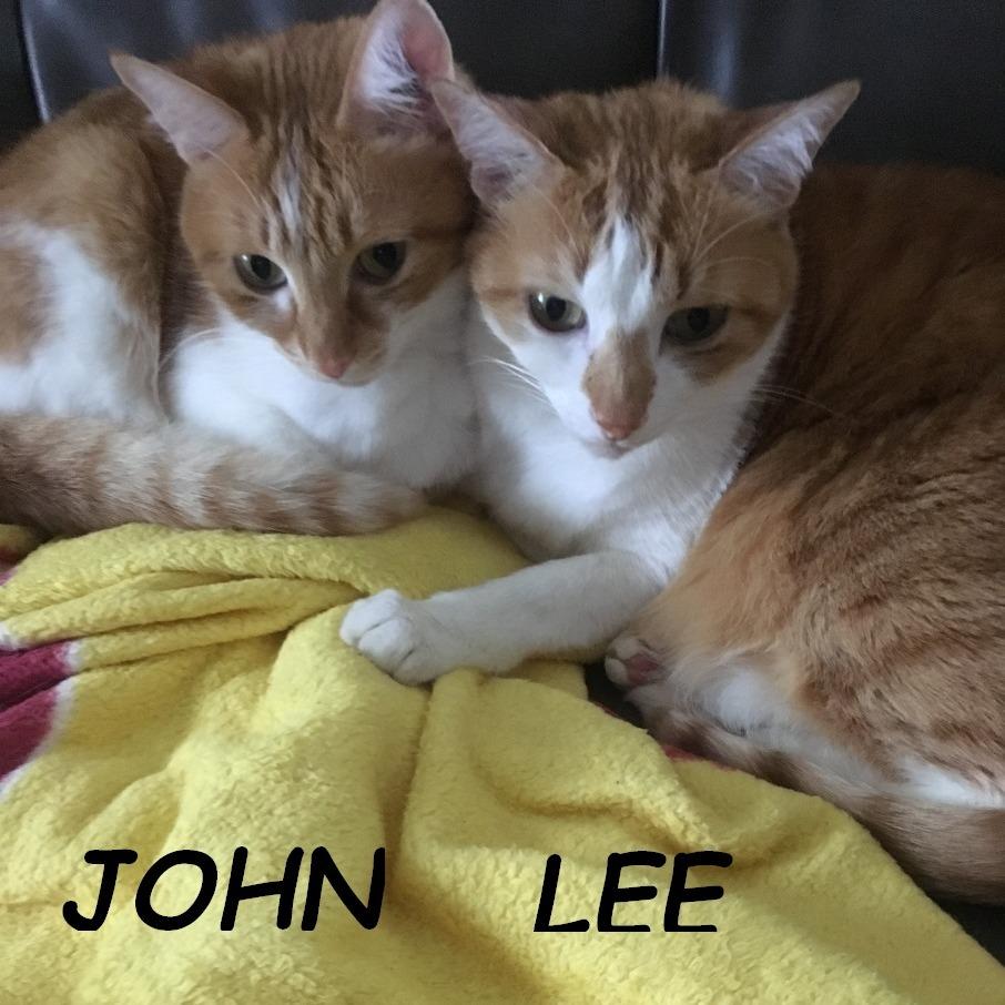 Enlarge John & Lee (Courtesy Listing), a Adoptable Domestic Short Hair in Prescott, AZ image 3/4