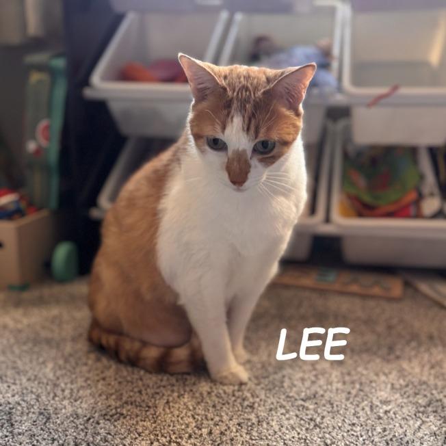 Enlarge John & Lee (Courtesy Listing), a Adoptable Domestic Short Hair in Prescott, AZ image 4/4