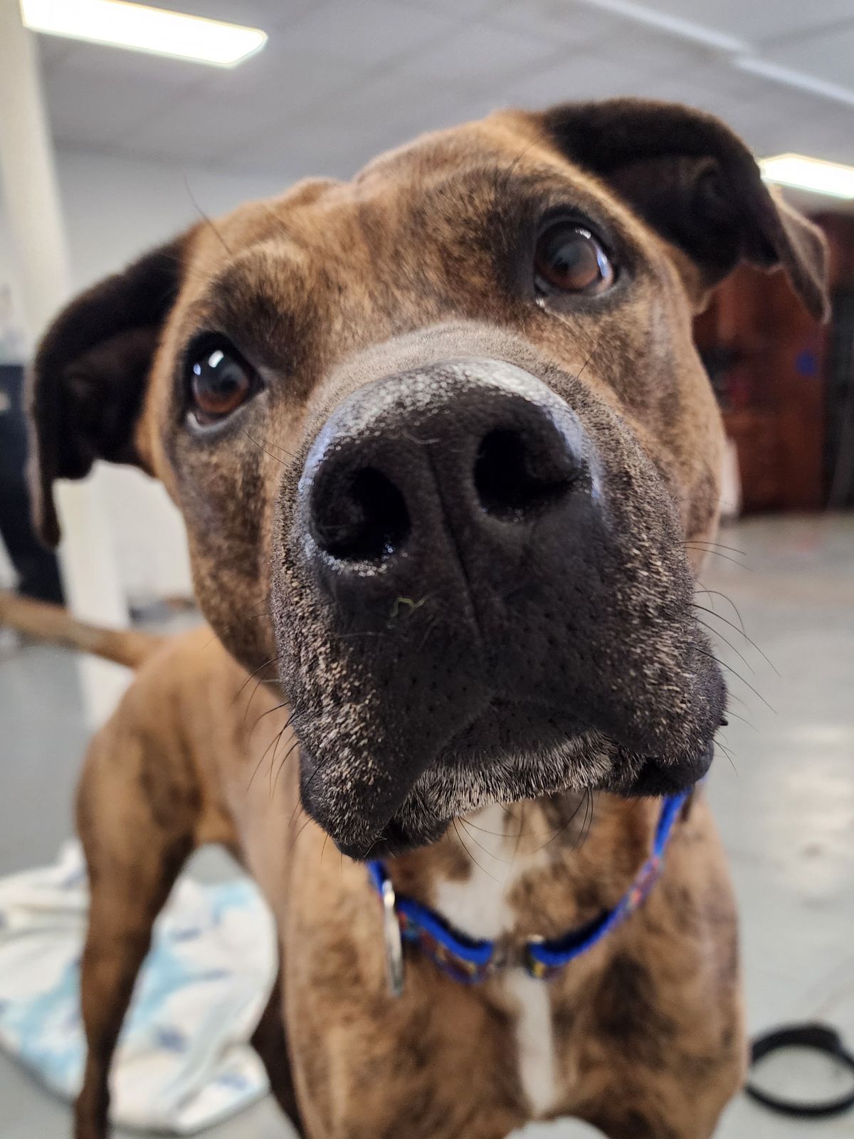 Fletch, a Adoptable mixed breed in Lenexa, KS image 1/6