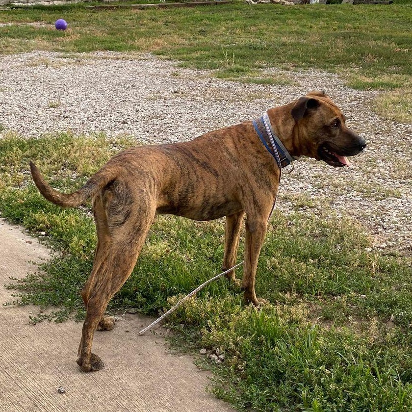 Fletch, a Adoptable mixed breed in Lenexa, KS image 3/6