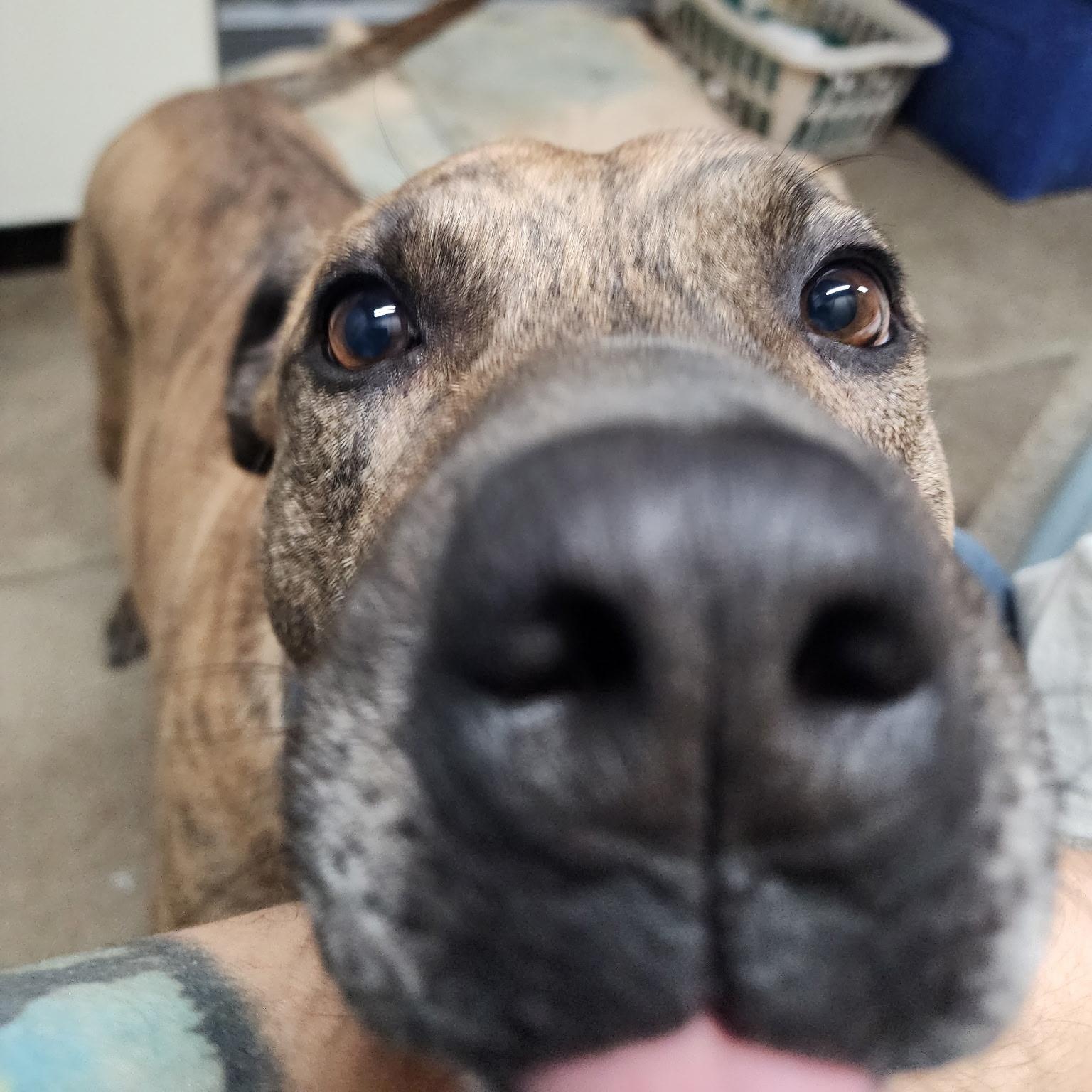 Fletch, a Adoptable mixed breed in Lenexa, KS image 5/6