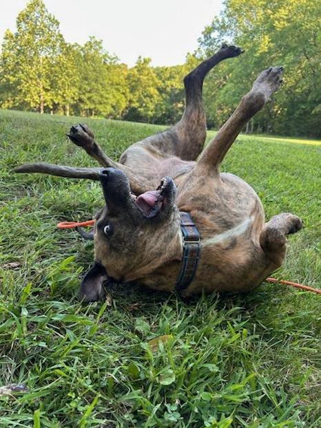 Fletch, a Adoptable mixed breed in Lenexa, KS image 2/6