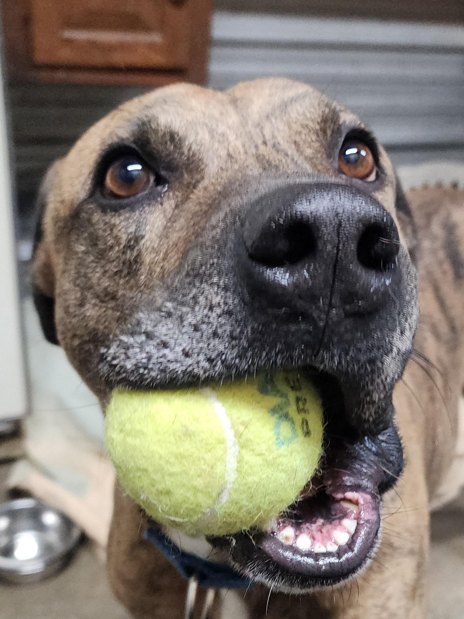 Fletch, a Adoptable mixed breed in Lenexa, KS image 4/6