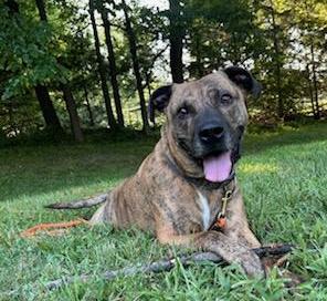 Fletch, an adoptable Boxer, Pit Bull Terrier in Lenexa, KS, 66215 | Photo Image 5