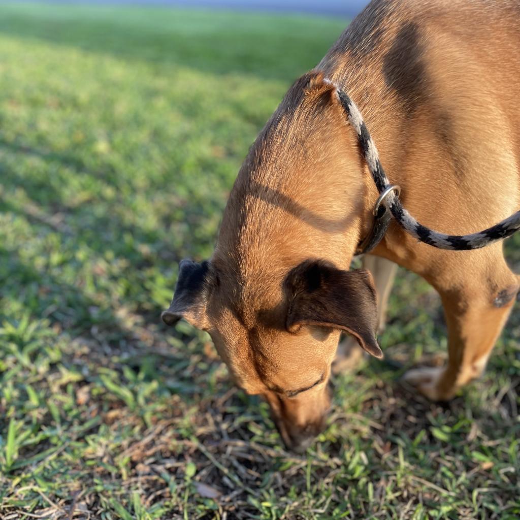 Winona, Adoptable, Adult Female Black Mouth Cur.