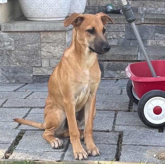 Maxie, adopted, Young Male Black Mouth Cur & Yellow Labrador Retriever.