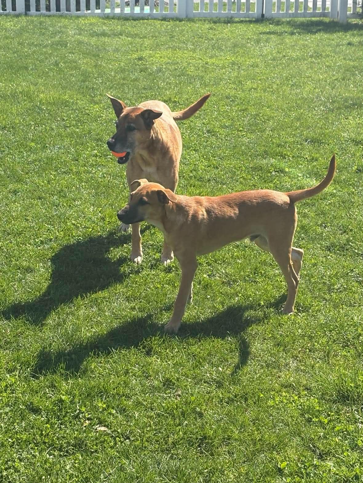Enlarge Maxie, an adopted mixed breed in Milton, MA image 6/6