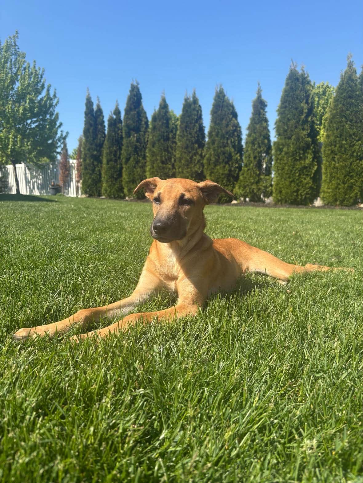 Enlarge Maxie, an adopted mixed breed in Milton, MA image 2/6