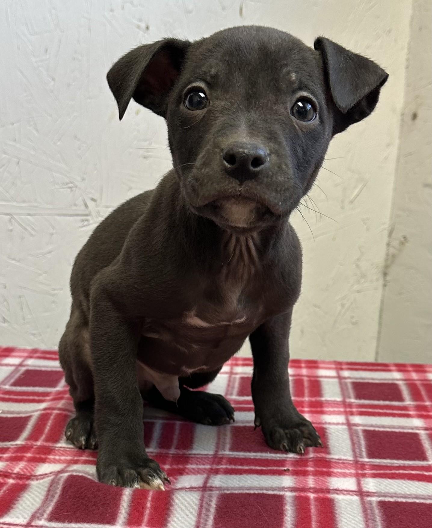 60092954, ADOPTABLE, Young Male Pit Bull Terrier.