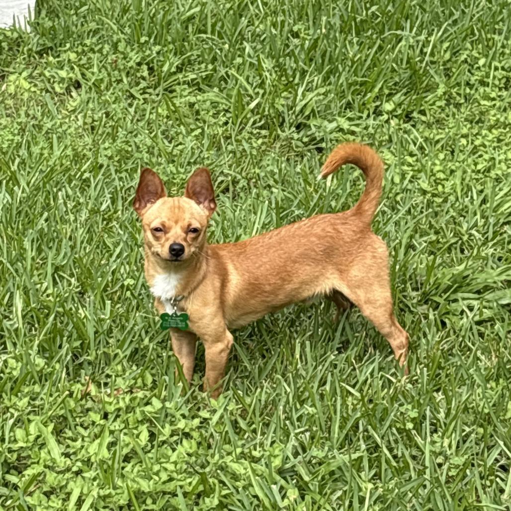 Jerry, Adoptable, Young Male Chihuahua.