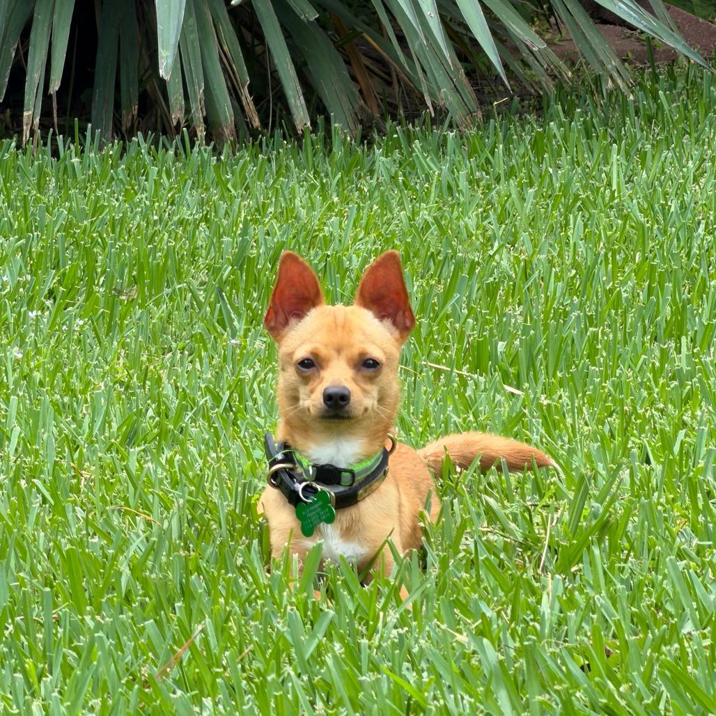 Jerry, Adoptable, Young Male Chihuahua.