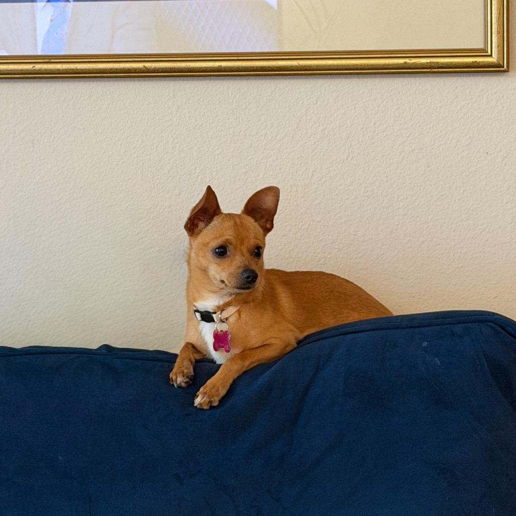 Jerry, a Adoptable Chihuahua in Houston, TX image 2/3