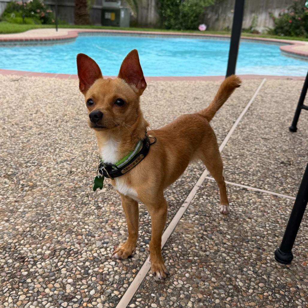 Jerry, a Adoptable Chihuahua in Houston, TX image 3/3